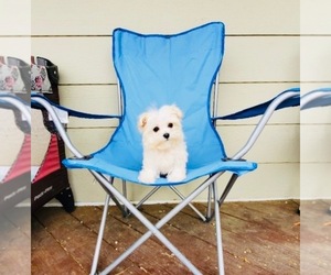 Maltese Puppy for sale in SANTA CLARITA, CA, USA