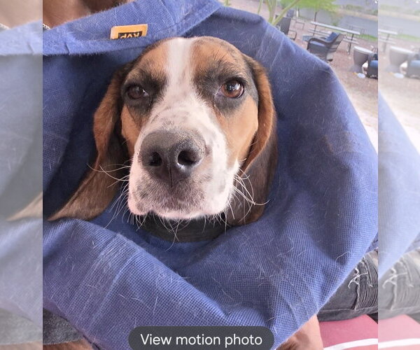 Medium Photo #3 Beagle Puppy For Sale in Las Vegas, NV, USA