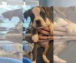 Puppy Lily Light Blue Boxer