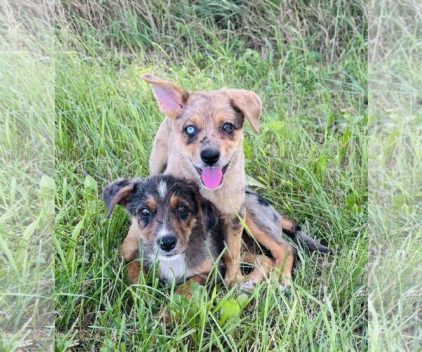 Medium Photo #2 Australian Shepherd-Unknown Mix Puppy For Sale in Princeton, MN, USA