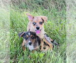 Small #1 Australian Shepherd Mix