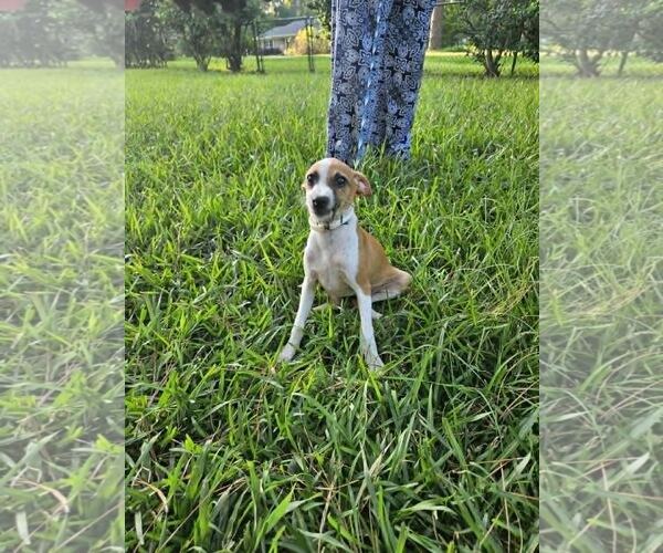 Medium Photo #5 Italian Greyhound-Unknown Mix Puppy For Sale in Wakefield, RI, USA