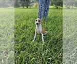 Small #4 Italian Greyhound Mix