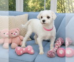 Small Maltese