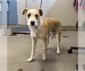 Border Terrier-Unknown Mix Dogs for adoption in Camarillo, CA, USA