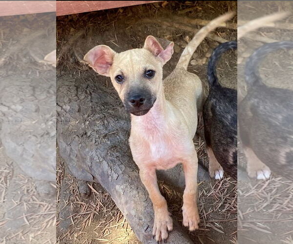 Medium Photo #2 Mutt Puppy For Sale in Lindsay, CA, USA