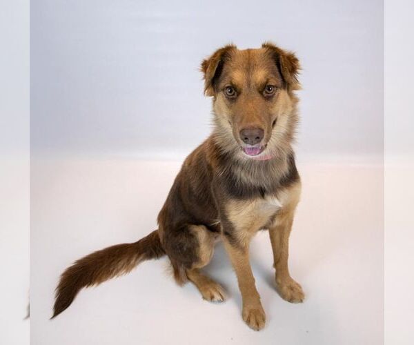 Medium Photo #4 Australian Shepherd-Unknown Mix Puppy For Sale in Kennesaw, GA, USA