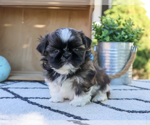 Shih Tzu Puppy for sale in SYRACUSE, IN, USA