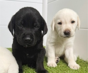 Labrador Retriever Puppy for sale in ENCINITAS, CA, USA