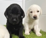 Small Labrador Retriever