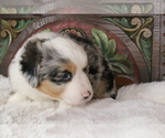 Small #2 Australian Shepherd