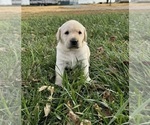 Puppy Husker Labrador Retriever