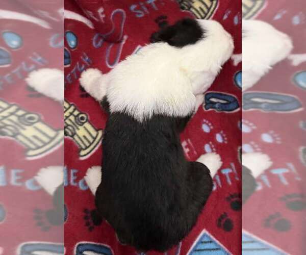 Medium Photo #2 Old English Sheepdog Puppy For Sale in WAKE FOREST, NC, USA