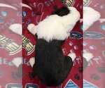 Small #1 Old English Sheepdog