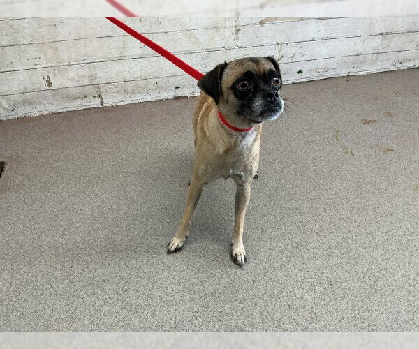 Medium Photo #1 Pug Puppy For Sale in San Bernardino, CA, USA