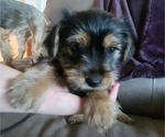 Puppy Benny Yorkshire Terrier