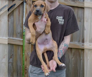 Grimm - Male Labralas Dog for Adoption - Photo #3