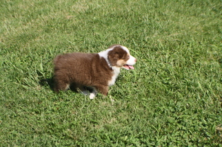 Australian Shepherd Puppy for sale in KANSAS CITY, MO, USA
