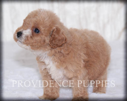 Medium Photo #15 Poodle (Miniature) Puppy For Sale in COPPOCK, IA, USA
