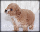Small Photo #15 Poodle (Miniature) Puppy For Sale in COPPOCK, IA, USA