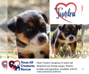 German Shepherd Dog-Unknown Mix Dogs for adoption in Lillian, TX, USA
