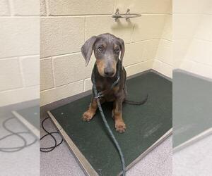 Doberman Pinscher Dogs for adoption in Denver, CO, USA