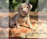 Small American French Bull Terrier