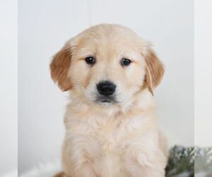 Golden Retriever Puppy for sale in NEWPORT, PA, USA
