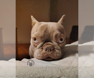 French Bulldog Puppy for sale in SACRAMENTO, CA, USA