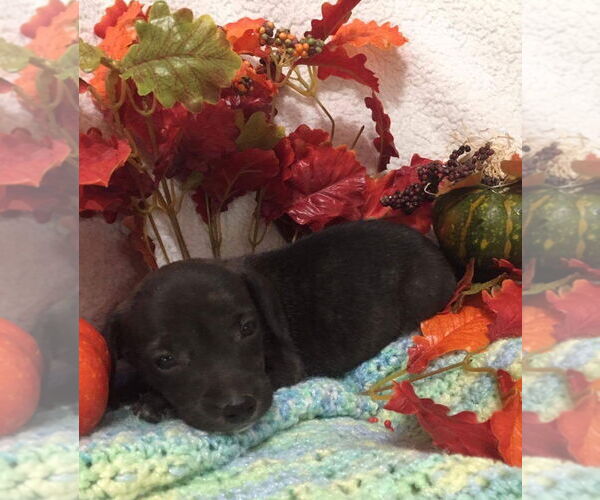 Medium Photo #21 Beagle-Unknown Mix Puppy For Sale in Rockaway, NJ, USA