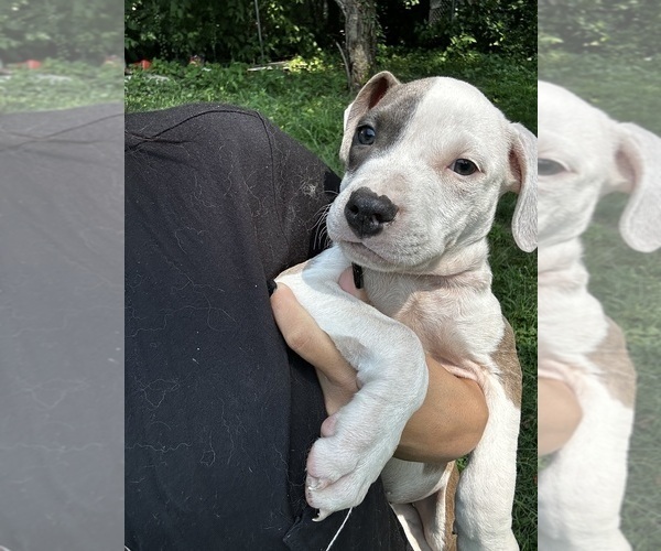 Medium Photo #6 American Pit Bull Terrier Puppy For Sale in BROCKTON, MA, USA