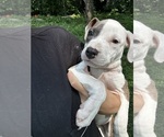 Small #5 American Pit Bull Terrier