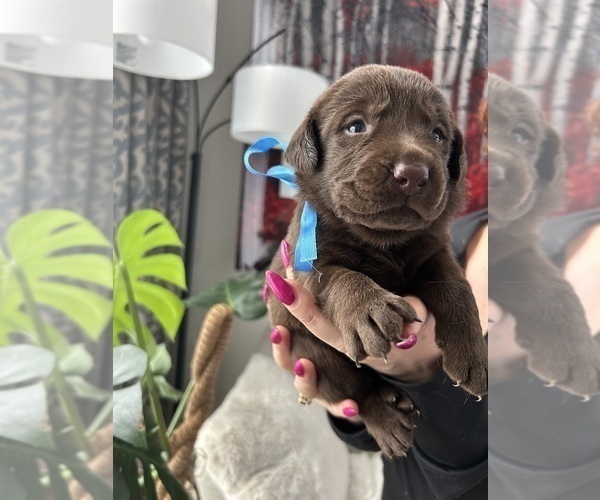 Medium Photo #2 Labrador Retriever Puppy For Sale in THORNTON, CO, USA