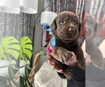 Small #1 Labrador Retriever