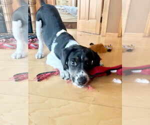 Aries - Male Border Collie-Unknown Mix Dog for Adoption - Photo #3