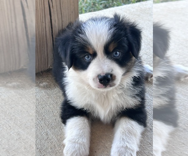 Medium Photo #1 Miniature Australian Shepherd Puppy For Sale in CANTON, TX, USA