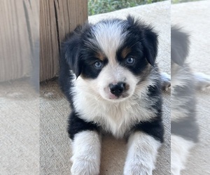 Miniature Australian Shepherd Puppy for sale in CANTON, TX, USA