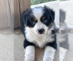 Image preview for Ad Listing. Nickname: Indy