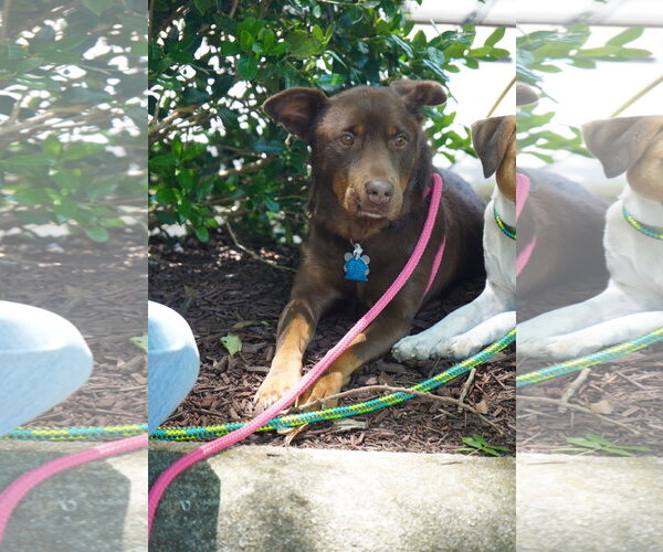 Medium Photo #2 Labrador Retriever-Unknown Mix Puppy For Sale in Holly Springs, NC, USA