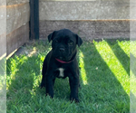 Small Photo #7 Cane Corso Puppy For Sale in LUBBOCK, TX, USA