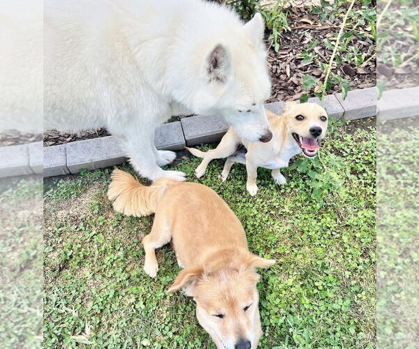 Medium Photo #3 Chihuahua-Unknown Mix Puppy For Sale in Newport Beach, CA, USA