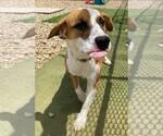 Small #1 Basset Hound Mix
