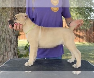 Cane Corso Puppy for sale in CAMBY, IN, USA
