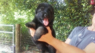 German Shepherd Dog Puppy for sale in BRENHAM, TX, USA