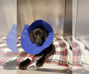 Labrador Retriever-Unknown Mix Dogs for adoption in New York, NY, USA