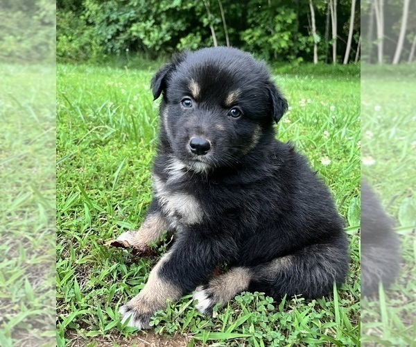 Medium Photo #3 Australian Shepherd Puppy For Sale in MEHERRIN, VA, USA