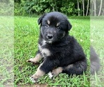 Small #2 Australian Shepherd