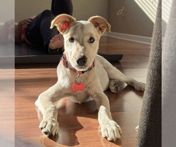 Medium Photo #3 Basenji-Unknown Mix Puppy For Sale in Grafton, WI, USA