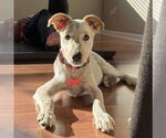 Small #2 Basenji Mix