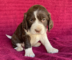 English Springer Spaniel Puppy for sale in GORMAN, CA, USA